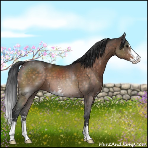 Horse Color:Brown Sabino 