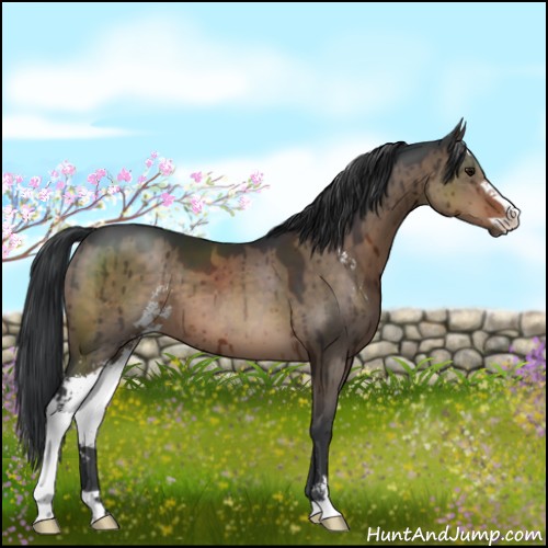 Horse Color:Brown Dun Sabino Brindle 