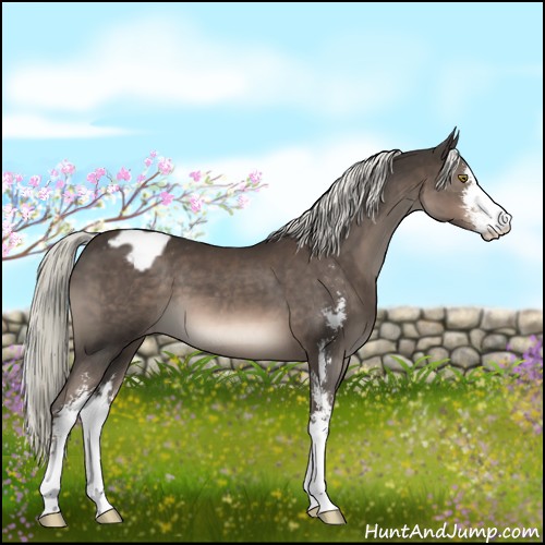 Horse Color:Liver Chestnut Mushroom Sabino Appaloosa 
