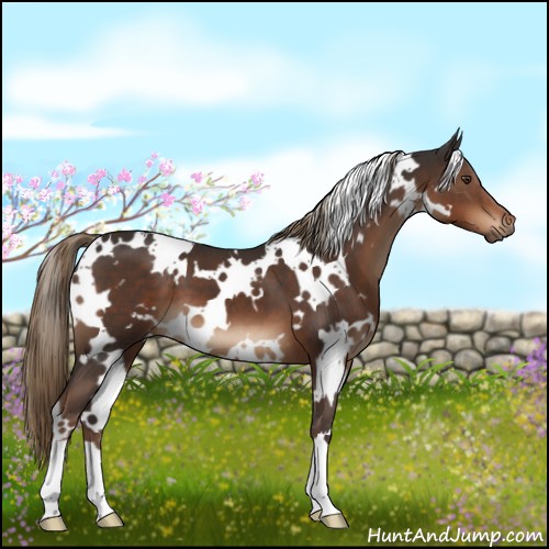 Horse Color:White Spotted Liver Chestnut 