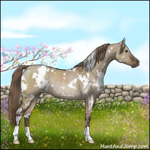 Horse Color:White Spotted Liver Red Dun Rabicano 