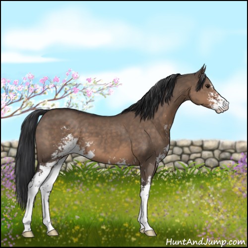 Horse Color:Brown Dun Sabino 
