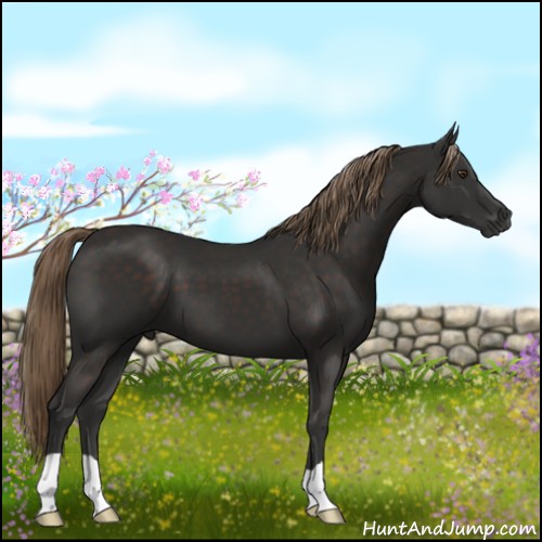 Horse Color:Liver Chestnut 