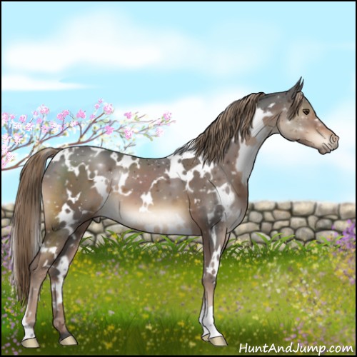 Horse Color:White Spotted Liver Chestnut 
