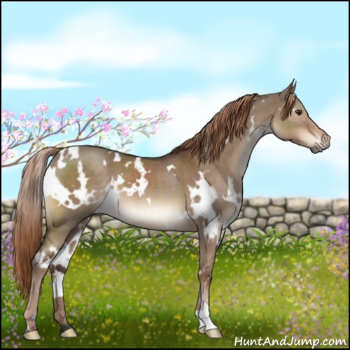 Horse Color:White Spotted Liver Red Dun 