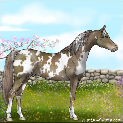 Horse Color:White Spotted Chocolate Palomino 