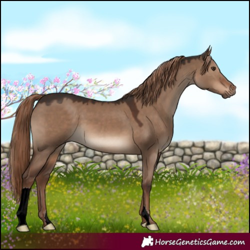 Horse Color:Liver Red Dun