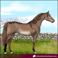 Horse Color:Liver Red Dun 