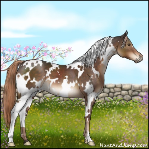 Horse Color:White Spotted Liver Chestnut 