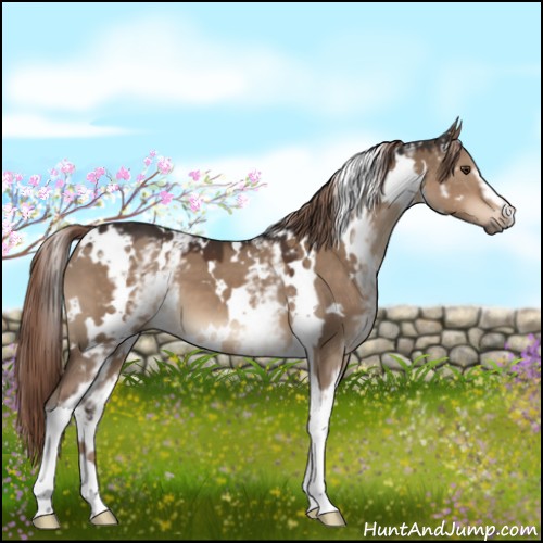 Horse Color:White Spotted Liver Red Dun 