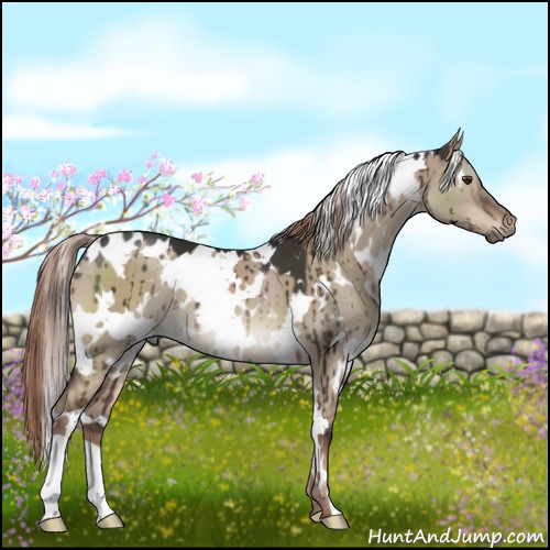 Horse Color:White Spotted Liver Red Dun Brindle 