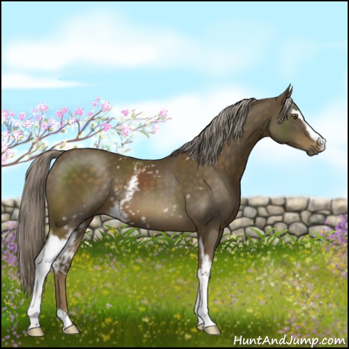 Horse Color:White Spotted Chocolate Palomino 