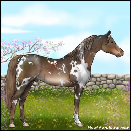 Horse Color:White Spotted Liver Chestnut 