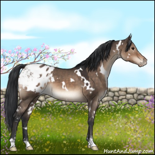 Horse Color:White Spotted Brown Dun Sabino Blanket 