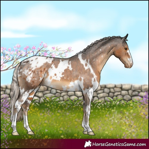 Horse Color:White Spotted Chocolate Palomino Appaloosa 