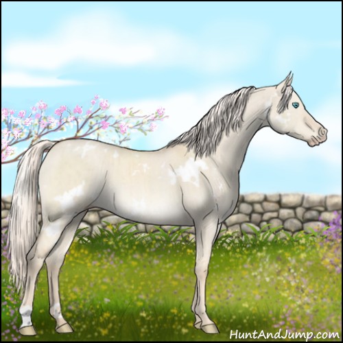 Horse Color:White Spotted Cremello Dun Brindle 