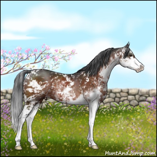 Horse Color:Brown Sabino 