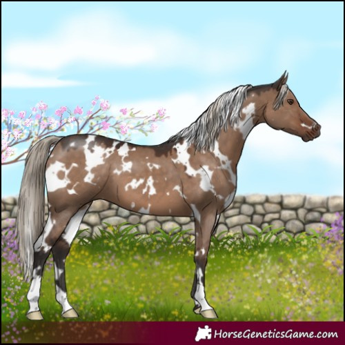 Horse Color:White Spotted Liver Red Dun 