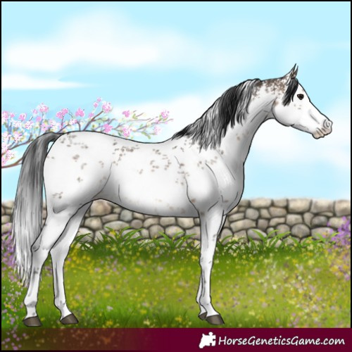 Horse Color:White Spotted Brown Dun Sabino 