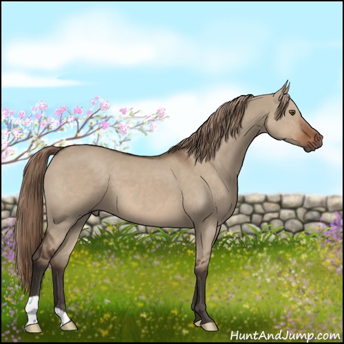 Horse Color:Liver Red Dun 