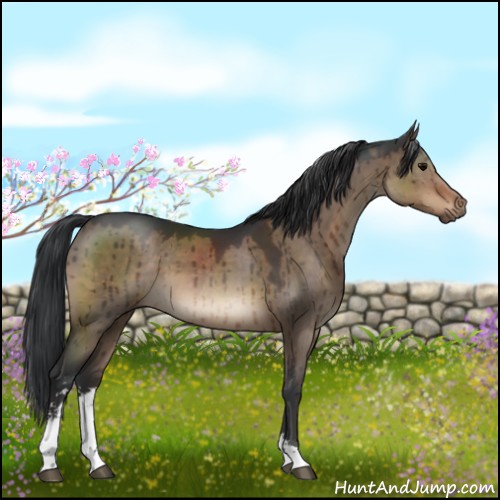 Horse Color:Brown Dun Sabino Brindle 