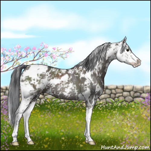 Horse Color:Grullo Sabino Brindle 
