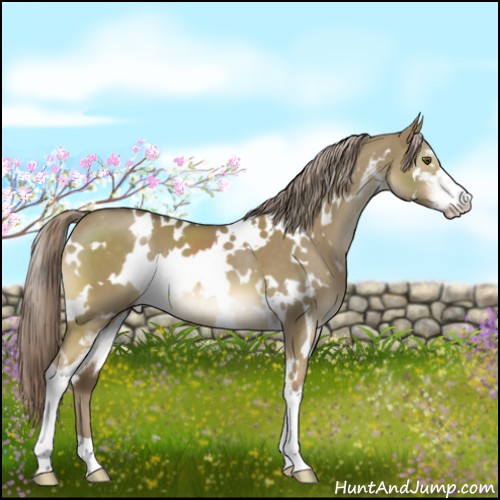 Horse Color:White Spotted Chocolate Palomino Dun Mushroom Sabino 