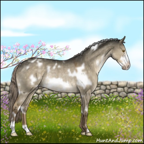 Horse Color:White Spotted Chocolate Palomino Dun Frame Rabicano 