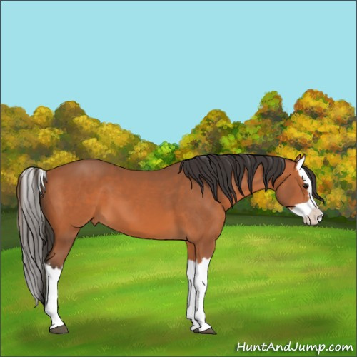 Horse Color:Bay Splash