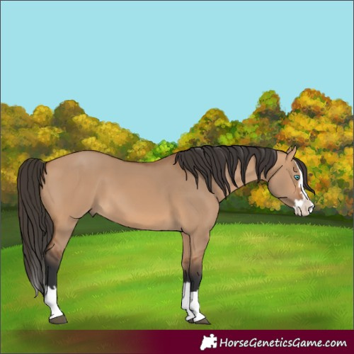 Horse Color:Bay Dun Splash 