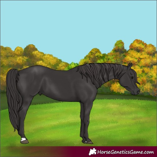 Horse Color:Smoky Black 