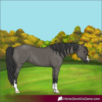 Horse Color:Unknown 