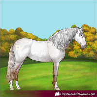 Horse Color:Gray Chestnut Appaloosa