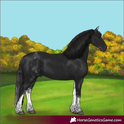 Horse Color:Gray White Spotted Black 