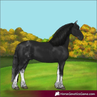 Horse Color:Gray White Spotted Black 