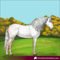 Horse Color:Gray Palomino Dun 