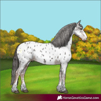 Horse Color:Liver Chestnut Ice Sabino Near Leopard 