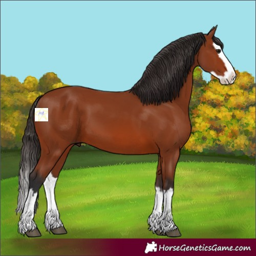 Horse Color:Bay Splash 