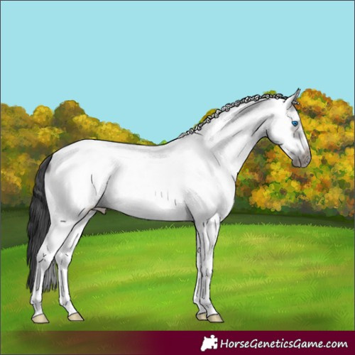 Horse Color:White Spotted Grullo Frame 