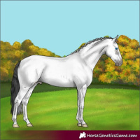 Horse Color:White Spotted Grullo Frame
