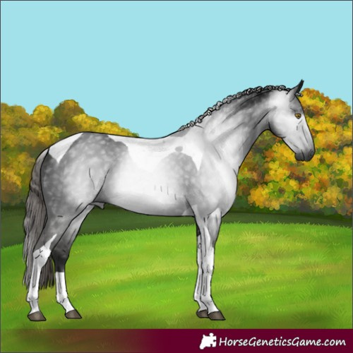 Horse Color:Gray Liver Chestnut Tobiano 