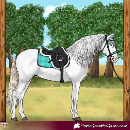 Horse Color:Smoky Grullo Splash Appaloosa 
