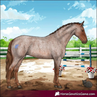 Horse Color:Red Roan 
