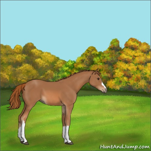 Horse Color:Chestnut 