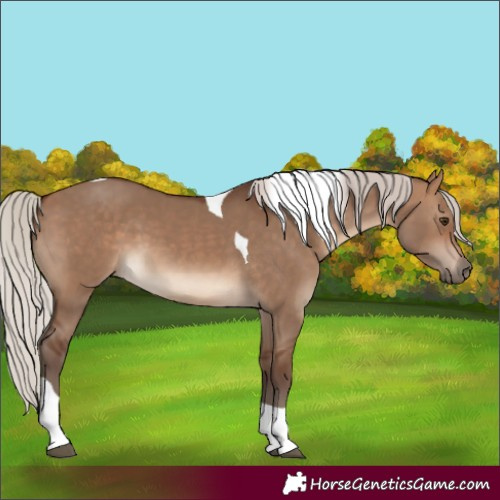 Horse Color:Silver Brown Dun Tobiano 