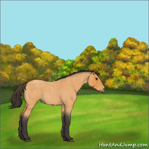 Horse Color:Buckskin Roan 