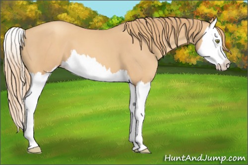 Horse Color:Unknown 