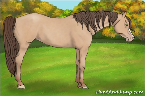 Horse Color:Unknown 