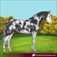 Horse Color:White Spotted Black Splash