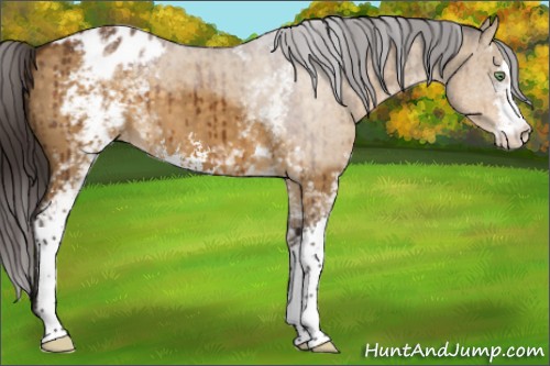 Horse Color:White Spotted Buckskin Dun Sabino Appaloosa Brindle 